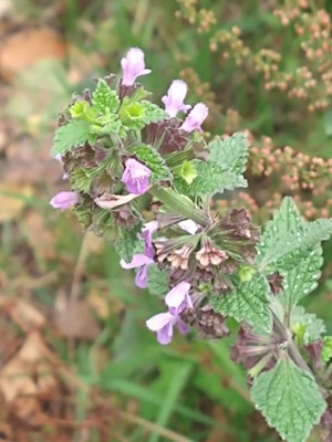 photo of Black Horehound