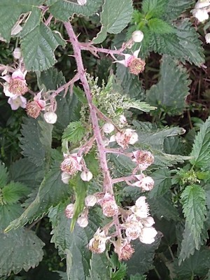 photo of Elm Leaved Bramble