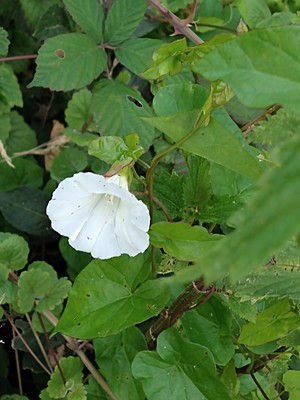 photo of Hedge Bindweed