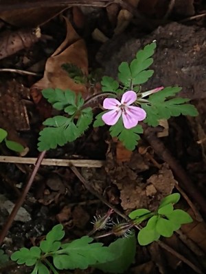 photo of Herb Robert