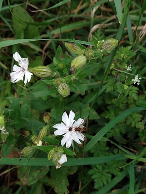 photo of White Campion