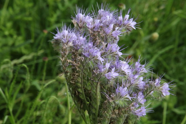 photo of Phacelia
