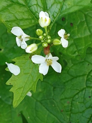 photo of Garlic Mustard
