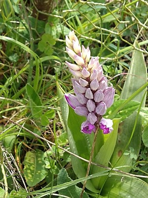 photo of Military Orchid
