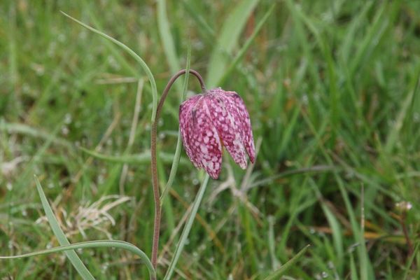 photo of Snake's Head Fritillary