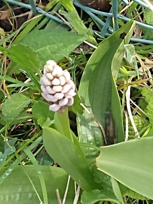 photo of Military Orchid