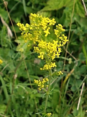 photo of Lady's Bedstraw