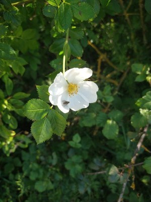 photo of Common Dog Rose