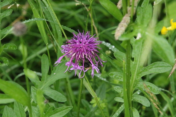 photo of Greater Knapweed