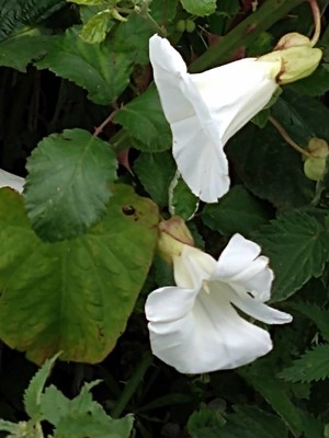 photo of Hedge Bindweed