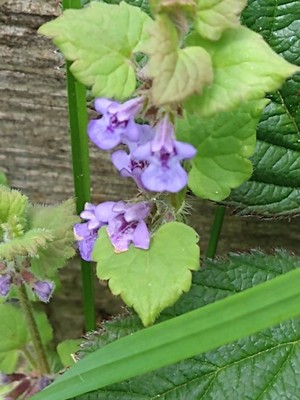 photo of Ground Ivy