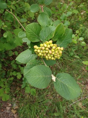 photo of Wayfaring Tree
