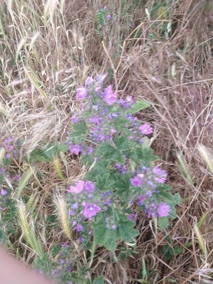 photo of Common Mallow