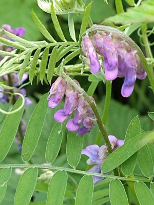 photo of Tufted Vetch