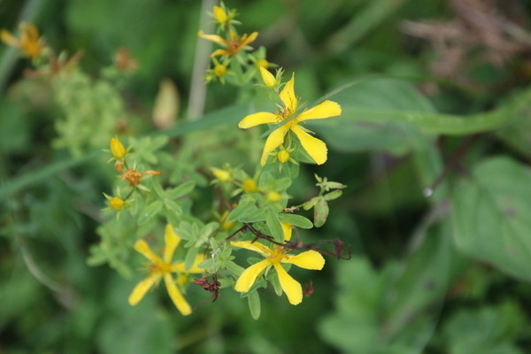 photo of Perforate St. John's Wort