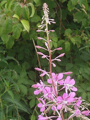 photo of Rosebay Willowherb
