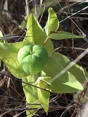 photo of Caper Spurge