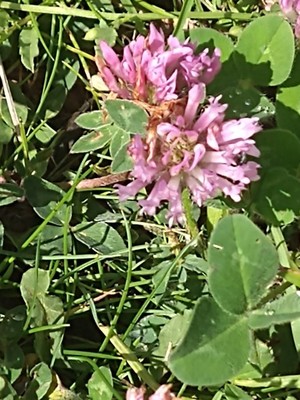 photo of Red Clover