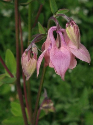 photo of Columbine