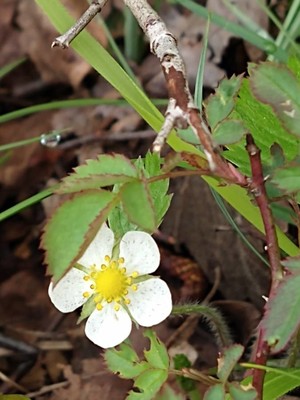 photo of Wild Strawberry