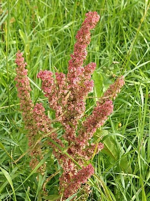 photo of Curled Dock
