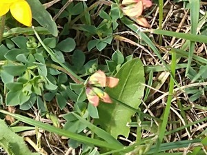 photo of Bird's Foot Trefoil