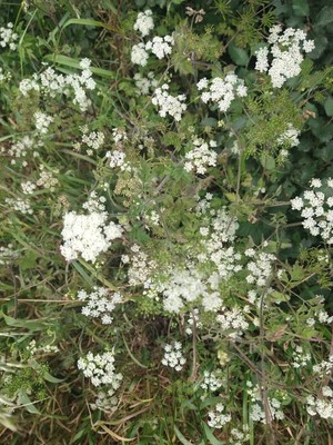 photo of Cow Parsley
