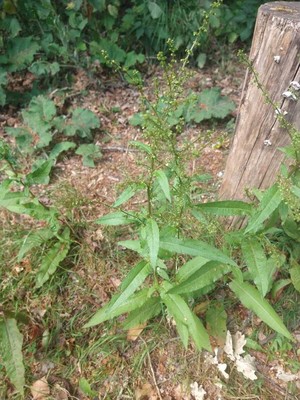 photo of Curled Dock