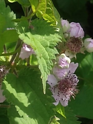 photo of Elm Leaved Bramble