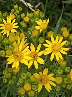 photo of Ragwort