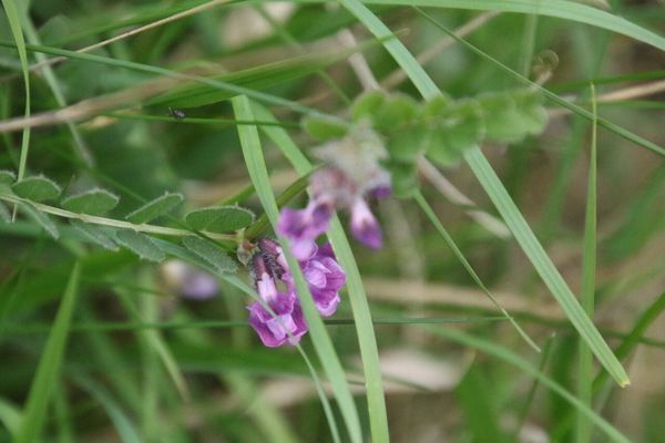 photo of Bush Vetch
