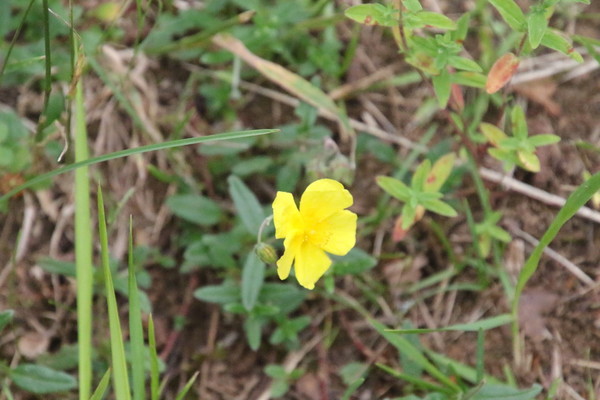 photo of Common Rockrose