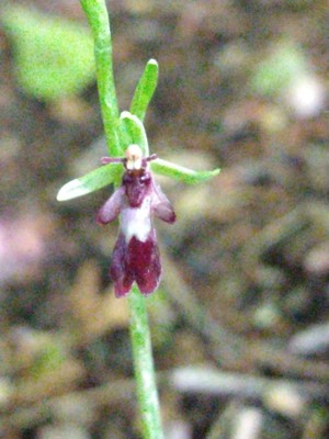 photo of Fly Orchid