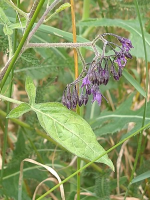 photo of Bittersweet