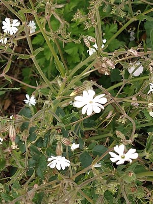 photo of White Campion