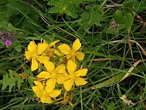 photo of Perforate St. John's Wort
