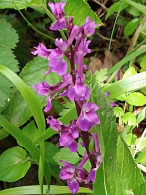 photo of Early Purple Orchid