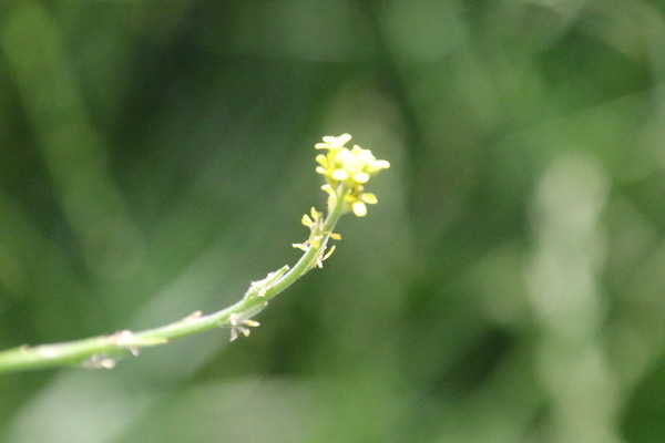 photo of Hedge Mustard