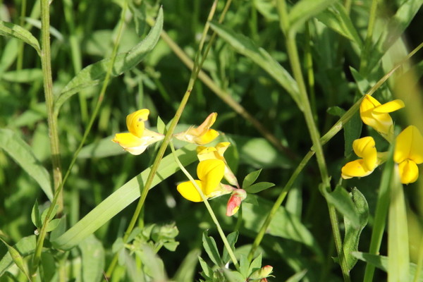 photo of Bird's Foot Trefoil