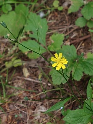 photo of Nipplewort