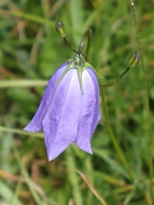 photo of Harebell