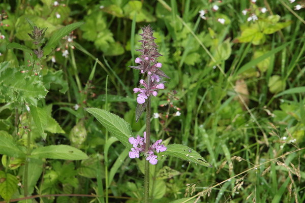photo of Marsh Woundwort