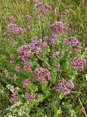 photo of Wild Marjoram