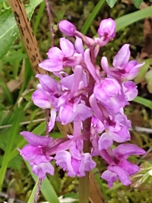 photo of Early Purple Orchid