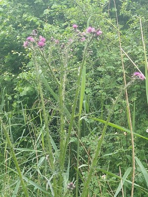 photo of Marsh Thistle