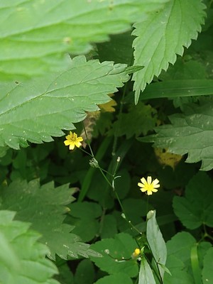 photo of Nipplewort