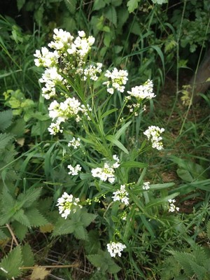 photo of Horse Radish