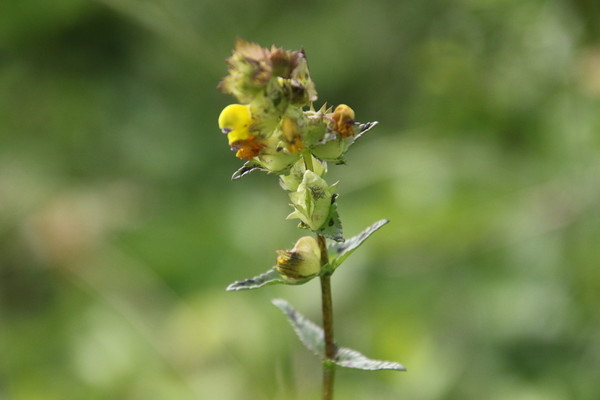 photo of Yellow Rattle