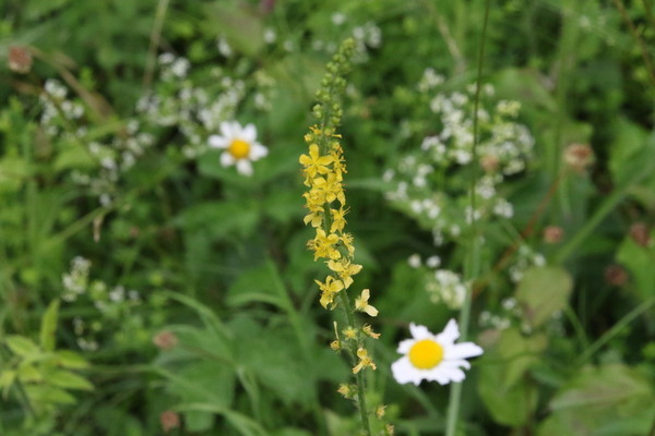 photo of Agrimony