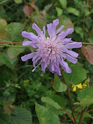 photo of Field Scabious